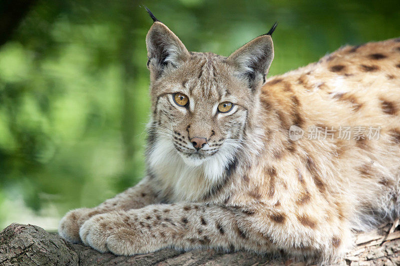 欧亚猞猁(lynx lynx)